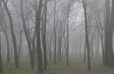 Mysterious foggy forest in winter