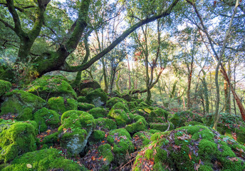 Torre Alfina (Lazio, Italy) - The sacred and magical wood called 'Bosco del Sasseto' during the...