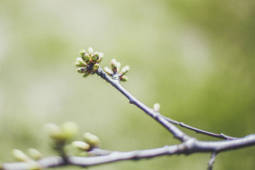 spring mood and vibrations: close-up photo of nature, a thin twig of a tree with freshly unraveled...
