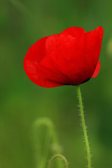 red poppy on green background