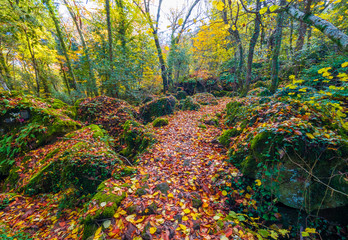 Torre Alfina (Lazio, Italy) - The sacred and magical wood called 'Bosco del Sasseto' during the...