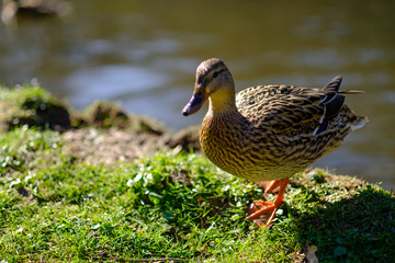 duck walking out of lake or pond
