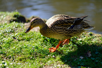 duck walking out of lake or pond