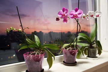 Gordijnen Op de vensterbank van het balkon staan orchideebloemen © dvoinik
