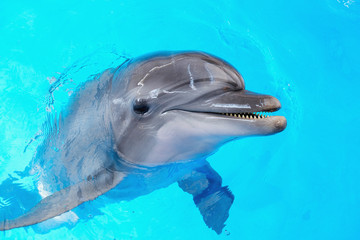 happy smiling bottlenose dolphin playing in blue water in sea.