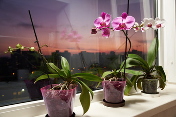 On the windowsill of the balcony are orchid flowers