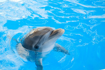 happy smiling bottlenose dolphin playing in blue water in sea.