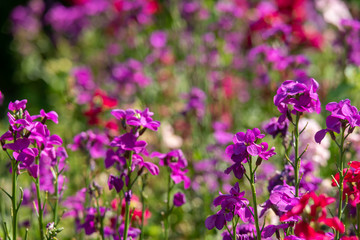 Beautiful small purple and pink flowers in a garden, beautiful nature outdoor park background.