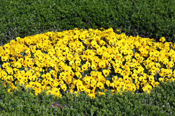 gelbe stiefmütterchen