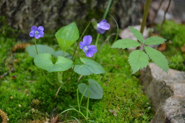 flowers in garden