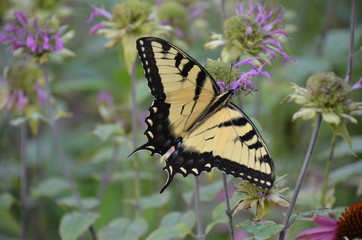 Fototapeta na wymiar Tiger Swallowtail Butterfly on flower