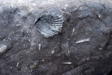 Mollusc fossil in rock