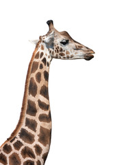Portrait of a giraffe isolated on a white