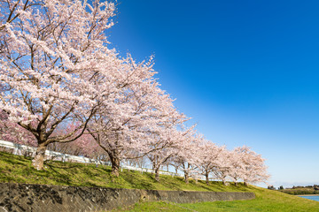 長沼フートピア公園満開の桜並木