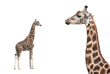 Portrait of a giraffe isolated on a white