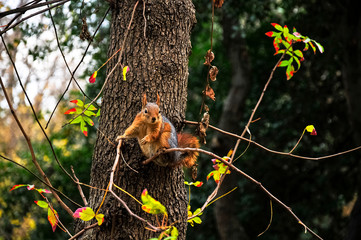 Red squirrel on a wood. Sciurus vulgaris.