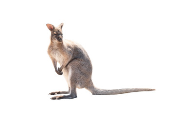 Kangaroo stands on a isolated white