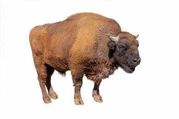 bison isolé sur blanc