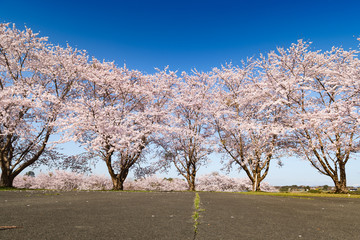 Fototapeta premium 長沼フートピア公園満開の桜並木