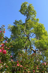 山茶花と楠木と青空