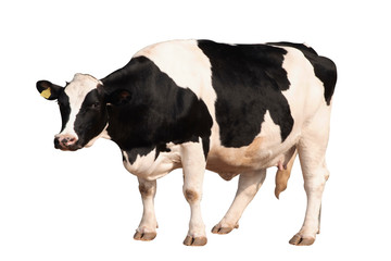 Black and white cow image  isolated on the white background.