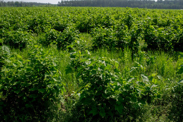 irrigated currant fields, farming in Ukraine