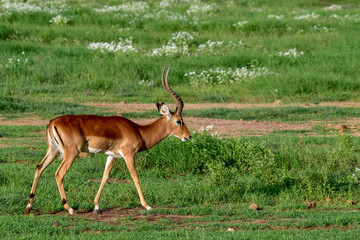 Antilopen im Nationalpark Tsavo Ost, Tsavo West und Amboseli in Kenia