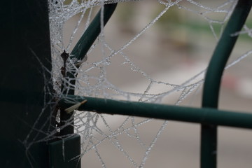 Telaraña helada