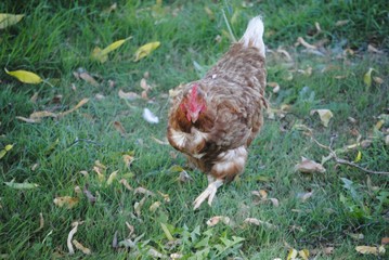 Poule