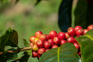 Fresh organic red raw and ripe coffee cherry beans on tree close up, agriculture plantation in North of Thailand.