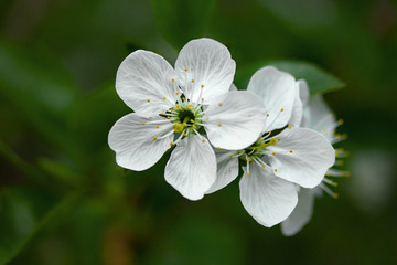 Cherry tree blossoms with white flowers in spring on a green blurred background