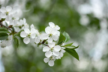 Cherry tree blossoms with white flowers in spring on a green blurred background