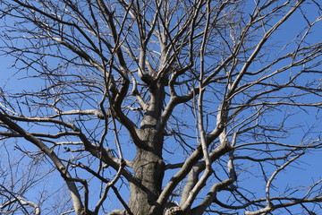 モミジバフウの枯れ木と冬の青空