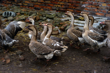free grazing of poultry - ducks and geese of a farm in Ukraine