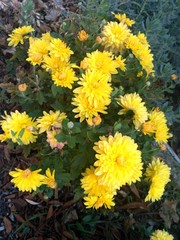 yellow flowers in garden