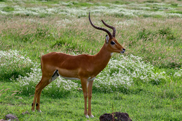 Antilopen im Nationalpark Tsavo Ost, Tsavo West und Amboseli in Kenia