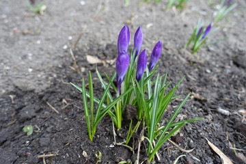 5 closed violet flower buds of crocus in March