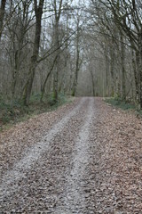 Obraz premium Winter lake wetland forest path