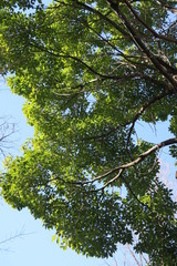 Fototapeta premium 朝の樟と冬空