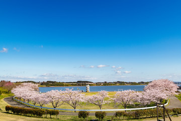 長沼フートピア公園・満開のアーチ桜並木