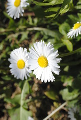 Fototapeta premium Fleur