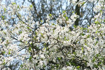 Flowering cherry tree. Closeup white beautiful cherry flowers on a branch