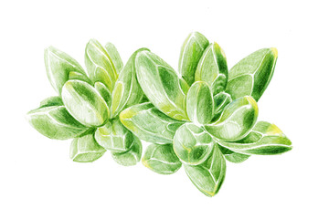 Pachyphytum compactum color pencil illustration