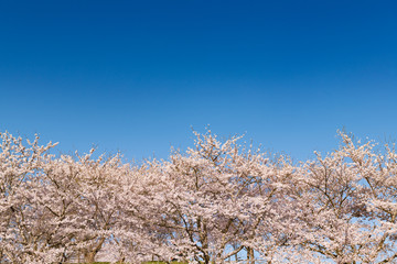 長沼フートピア公園満開の桜