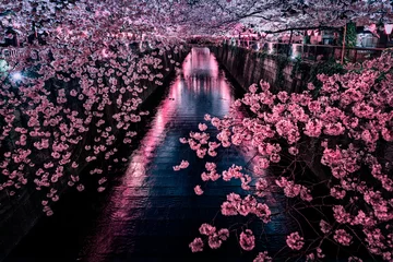 Fotobehang 目黒川の夜桜　ライトアップ © 優樹 八嶋