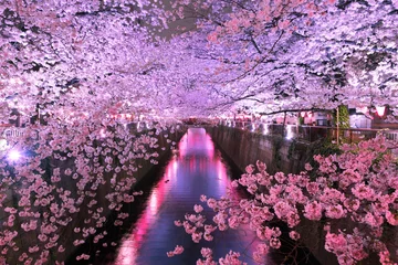 Fotobehang 目黒川の夜桜　ライトアップ © 優樹 八嶋