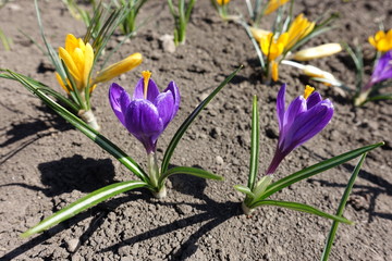 Group of purple and yellow flowers of crocuses in April