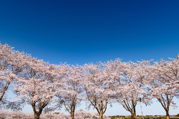 長沼フートピア公園・満開のアーチ桜並木