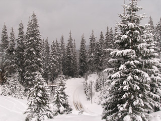 snow covered trees in the mountains on a cloudy afternoon