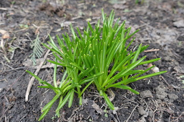Grass like ensiform leaves of crocus with white central stripe along the leaf axis